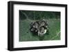 Adalia Bipunctata (Twospotted Lady Beetle) - Emerging of the Larvae-Paul Starosta-Framed Photographic Print