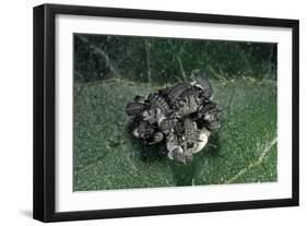 Adalia Bipunctata (Twospotted Lady Beetle) - Emerging of the Larvae-Paul Starosta-Framed Photographic Print