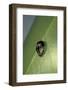 Adalia Bipunctata (Twospotted Lady Beetle) - Emerging of the Nymph-Paul Starosta-Framed Photographic Print