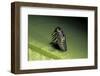 Adalia Bipunctata (Twospotted Lady Beetle) - Emerging of the Nymph-Paul Starosta-Framed Photographic Print