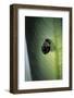 Adalia Bipunctata (Twospotted Lady Beetle) - Exuvia-Paul Starosta-Framed Photographic Print