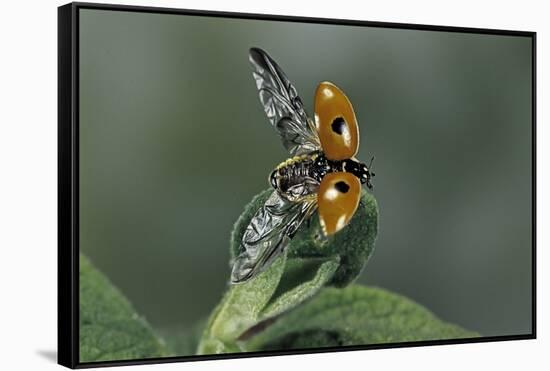 Adalia Bipunctata (Twospotted Lady Beetle) - Flying Away-Paul Starosta-Framed Stretched Canvas