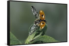 Adalia Bipunctata (Twospotted Lady Beetle) - Flying Away-Paul Starosta-Framed Stretched Canvas
