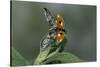 Adalia Bipunctata (Twospotted Lady Beetle) - Flying Away-Paul Starosta-Stretched Canvas