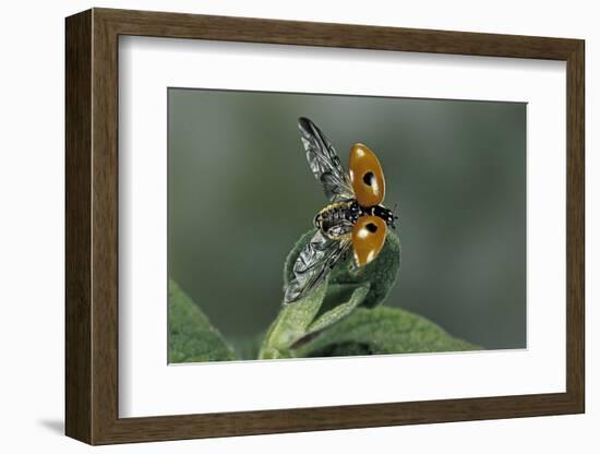 Adalia Bipunctata (Twospotted Lady Beetle) - Flying Away-Paul Starosta-Framed Photographic Print
