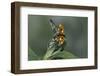 Adalia Bipunctata (Twospotted Lady Beetle) - Flying Away-Paul Starosta-Framed Photographic Print