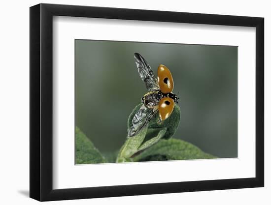 Adalia Bipunctata (Twospotted Lady Beetle) - Flying Away-Paul Starosta-Framed Photographic Print