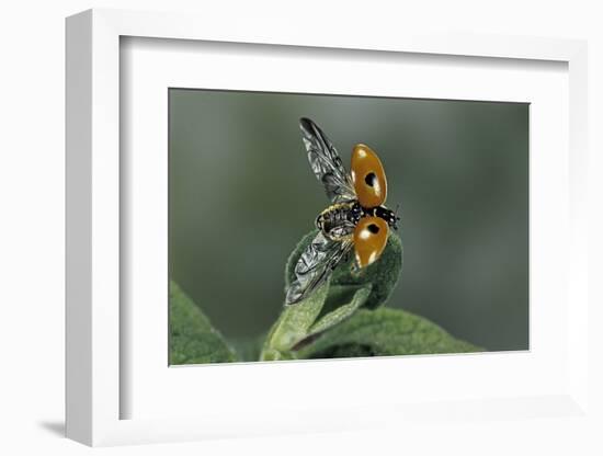 Adalia Bipunctata (Twospotted Lady Beetle) - Flying Away-Paul Starosta-Framed Photographic Print