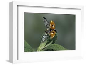 Adalia Bipunctata (Twospotted Lady Beetle) - Flying Away-Paul Starosta-Framed Photographic Print