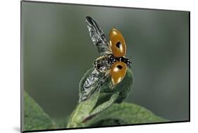 Adalia Bipunctata (Twospotted Lady Beetle) - Flying Away-Paul Starosta-Mounted Photographic Print