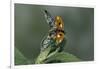 Adalia Bipunctata (Twospotted Lady Beetle) - Flying Away-Paul Starosta-Framed Photographic Print