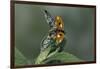 Adalia Bipunctata (Twospotted Lady Beetle) - Flying Away-Paul Starosta-Framed Photographic Print