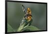 Adalia Bipunctata (Twospotted Lady Beetle) - Flying Away-Paul Starosta-Framed Photographic Print