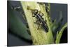 Adalia Bipunctata (Twospotted Lady Beetle) - Larva Devouring Aphids-Paul Starosta-Stretched Canvas