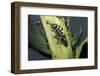 Adalia Bipunctata (Twospotted Lady Beetle) - Larva Devouring Aphids-Paul Starosta-Framed Photographic Print