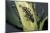 Adalia Bipunctata (Twospotted Lady Beetle) - Larva Devouring Aphids-Paul Starosta-Mounted Photographic Print