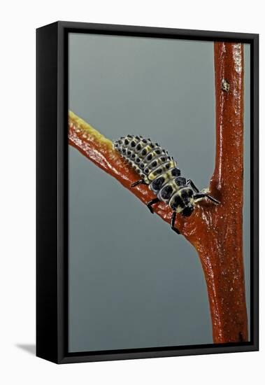 Adalia Bipunctata (Twospotted Lady Beetle) - Larva-Paul Starosta-Framed Stretched Canvas