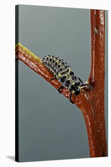 Adalia Bipunctata (Twospotted Lady Beetle) - Larva-Paul Starosta-Stretched Canvas