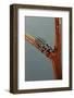 Adalia Bipunctata (Twospotted Lady Beetle) - Larva-Paul Starosta-Framed Photographic Print