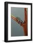 Adalia Bipunctata (Twospotted Lady Beetle) - Larva-Paul Starosta-Framed Photographic Print