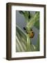 Adalia Bipunctata (Twospotted Lady Beetle) - with Ant-Paul Starosta-Framed Photographic Print