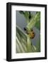 Adalia Bipunctata (Twospotted Lady Beetle) - with Ant-Paul Starosta-Framed Photographic Print