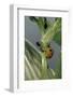 Adalia Bipunctata (Twospotted Lady Beetle) - with Ant-Paul Starosta-Framed Photographic Print