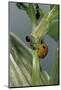 Adalia Bipunctata (Twospotted Lady Beetle) - with Ant-Paul Starosta-Mounted Photographic Print