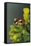 Adalia Bipunctata (Twospotted Lady Beetle)-Paul Starosta-Framed Stretched Canvas