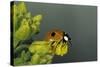 Adalia Bipunctata (Twospotted Lady Beetle)-Paul Starosta-Stretched Canvas