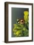 Adalia Bipunctata (Twospotted Lady Beetle)-Paul Starosta-Framed Photographic Print