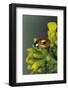 Adalia Bipunctata (Twospotted Lady Beetle)-Paul Starosta-Framed Photographic Print