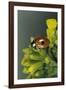 Adalia Bipunctata (Twospotted Lady Beetle)-Paul Starosta-Framed Photographic Print