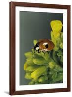 Adalia Bipunctata (Twospotted Lady Beetle)-Paul Starosta-Framed Photographic Print