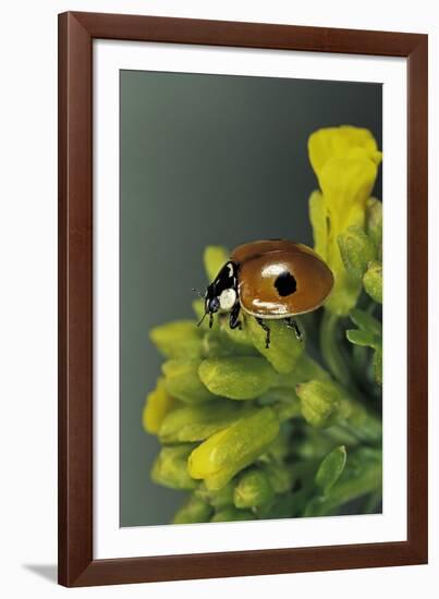 Adalia Bipunctata (Twospotted Lady Beetle)-Paul Starosta-Framed Photographic Print