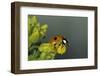 Adalia Bipunctata (Twospotted Lady Beetle)-Paul Starosta-Framed Photographic Print