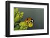 Adalia Bipunctata (Twospotted Lady Beetle)-Paul Starosta-Framed Photographic Print