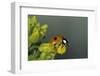 Adalia Bipunctata (Twospotted Lady Beetle)-Paul Starosta-Framed Photographic Print