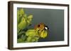 Adalia Bipunctata (Twospotted Lady Beetle)-Paul Starosta-Framed Photographic Print