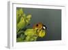 Adalia Bipunctata (Twospotted Lady Beetle)-Paul Starosta-Framed Photographic Print