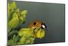 Adalia Bipunctata (Twospotted Lady Beetle)-Paul Starosta-Mounted Photographic Print