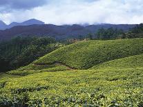 Tea Plantation, Kerala-Adam Brock-Giclee Print