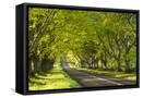 Canvas Black