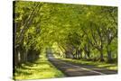 Stretched Canvas