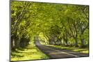 Wood Mount