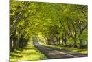 Wood Mount
