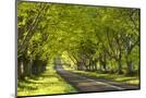 Wood Mount
