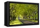 Canvas Black