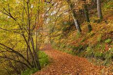 Deciduous woodland in morning sunlight in summer, Cornwall, England, United Kingdom, Europe-Adam Burton-Photographic Print