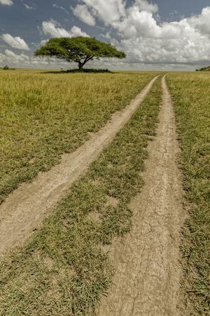 Acacia tree and tire tracks across grass plains, Serengeti National Park, Tanzania, Africa